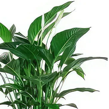 Spain flowers  -  Peace Lily Flower Bouquet/Arrangement