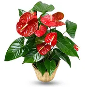 Greece online Florist - Red Choice Bouquet