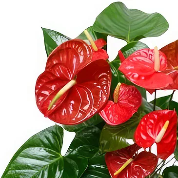 Greece flowers  -  Red Choice Flower Bouquet/Arrangement