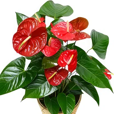 Greece flowers  -  Red Choice Flower Bouquet/Arrangement