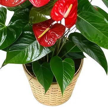 Greece flowers  -  Red Choice Flower Bouquet/Arrangement
