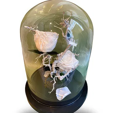 Ghent kukat- Tyylikäs Bell Jar valkoisilla ruusuilla Kukka kukkakimppu