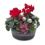 Italy online Florist - Christmas bowl of red cyclamen Bouquet