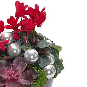 Vignone flowers  -  Christmas bowl of red cyclamen Flower Bouquet/Arrangement
