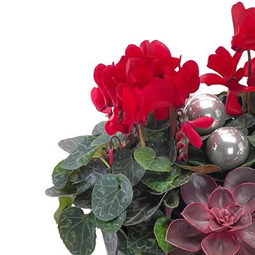 Vignone flowers  -  Christmas bowl of red cyclamen Flower Bouquet/Arrangement
