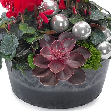 Vignone flowers  -  Christmas bowl of red cyclamen Flower Bouquet/Arrangement