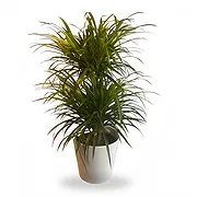 Zande Online Florist - Elegant Dracaena Bukett
