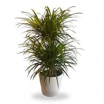 Belgium flowers  -  Elegant Dracaena  Flower Bouquet/Arrangement