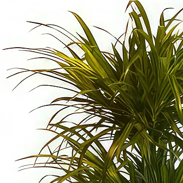 Belgium flowers  -  Elegant Dracaena  Flower Bouquet/Arrangement