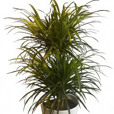 Belgium flowers  -  Elegant Dracaena  Flower Bouquet/Arrangement