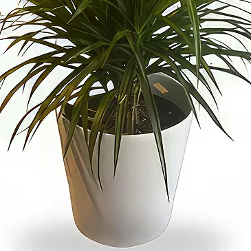 Belgium flowers  -  Elegant Dracaena  Flower Bouquet/Arrangement