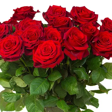Oman flowers  -  12 Red Roses Flower Bouquet/Arrangement