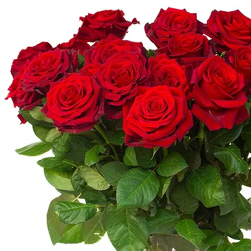 Oman flowers  -  12 Red Roses Flower Bouquet/Arrangement
