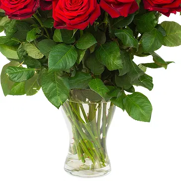 Oman flowers  -  12 Red Roses Flower Bouquet/Arrangement