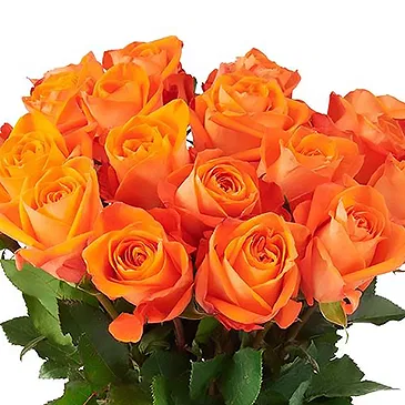 Holland blommor- Orange rosor (40cm) Bukett/blomsterarrangemang