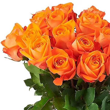 Holland blommor- Orange rosor (40cm) Bukett/blomsterarrangemang