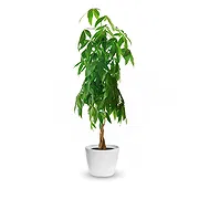 Firenze Fiorista online - Albero di soldi Mazzo