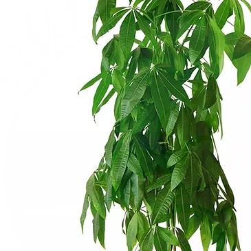 Vignone flowers  -  Money Tree Flower Bouquet/Arrangement