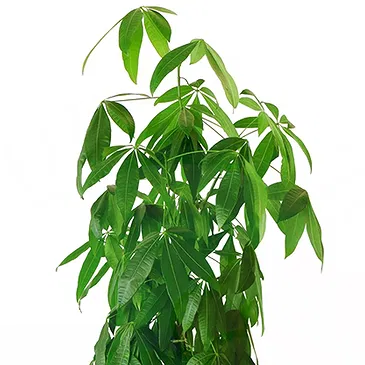 Vignone flowers  -  Money Tree Flower Bouquet/Arrangement