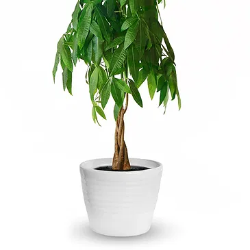 Vignone flowers  -  Money Tree Flower Bouquet/Arrangement