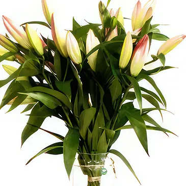 Dänemark Blumen Florist- Wunderschönes Geschenk Bouquet/Blumenschmuck