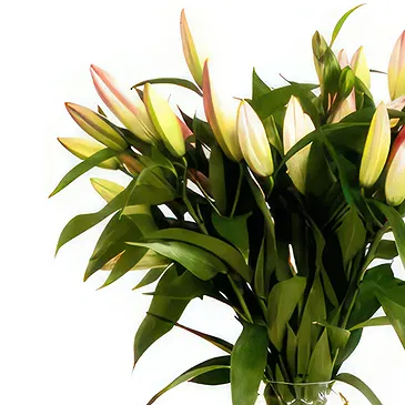 Dänemark Blumen Florist- Wunderschönes Geschenk Bouquet/Blumenschmuck