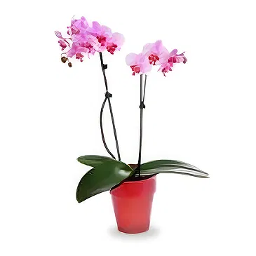 Greece flowers  -  Joy Flower Bouquet/Arrangement