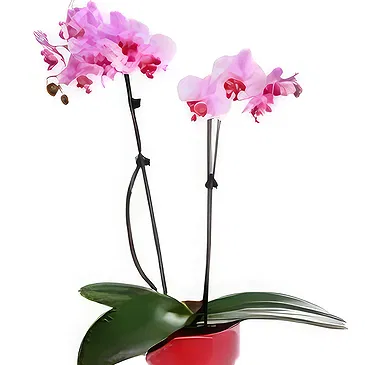 Greece flowers  -  Joy Flower Bouquet/Arrangement