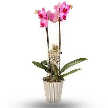 Serbia flowers  -  Phalaenopsis Flower Delivery