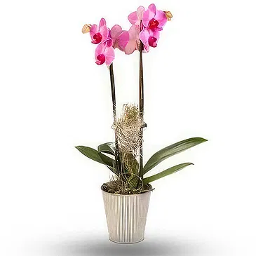 Smederevska Palanka flowers  -  Phalaenopsis Flower Bouquet/Arrangement