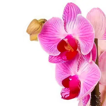 Smederevska Palanka flowers  -  Phalaenopsis Flower Bouquet/Arrangement