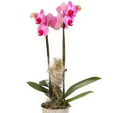 Smederevska Palanka flowers  -  Phalaenopsis Flower Bouquet/Arrangement