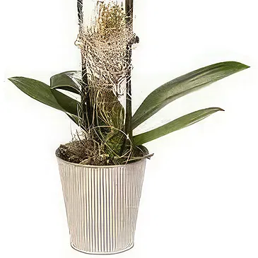 Smederevska Palanka flowers  -  Phalaenopsis Flower Bouquet/Arrangement