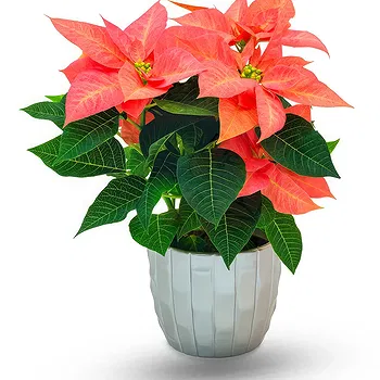 Thailand flowers  -  Pink Poinsettia Flower Delivery