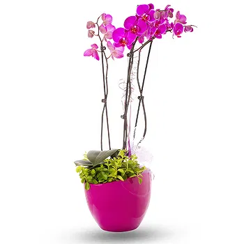 Thailand flowers  -  Purple orchid plant Flower Delivery