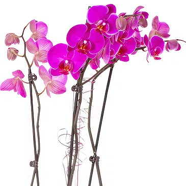 flores Vacoas/Phoenix floristeria -  Planta de orquídea morada Ramo de flores/arreglo floral