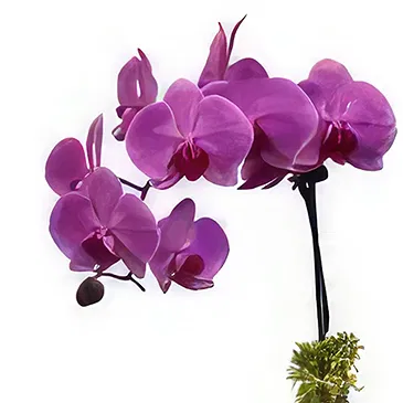 Al-Amrat blomster- Pure Purple Blomsterarrangementer bukett