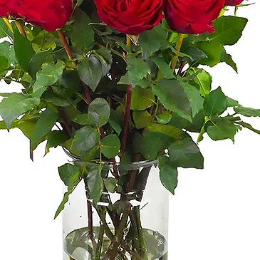 Colijnsplaat Blumen Florist- 15 rote Rosen | Erzeuger Bouquet/Blumenschmuck
