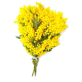 San Marino flowers  -  Bunch of mimosas. Flower Delivery