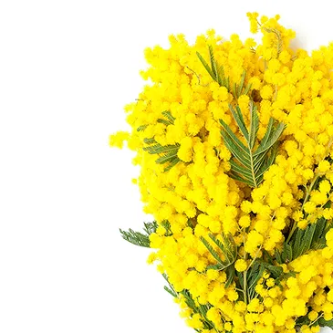 fiorista fiori di Firenze- Raffinato Bouquet di Mimose Bouquet floreale