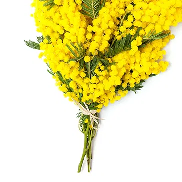 fiorista fiori di Firenze- Raffinato Bouquet di Mimose Bouquet floreale