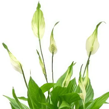 Riversdale flowers  -  Spatiphyllum plant Flower Bouquet/Arrangement