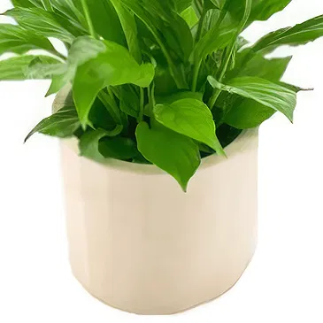 Riversdale flowers  -  Spatiphyllum plant Flower Bouquet/Arrangement