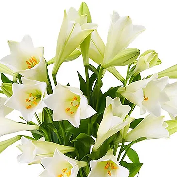 Maastricht Blumen Florist- Lilien - Weiße Himmelslilien Bouquet/Blumenschmuck