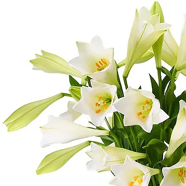 Maastricht Blumen Florist- Lilien - Weiße Himmelslilien Bouquet/Blumenschmuck