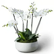 Palia Ampelia online Florist - Everlasting Orchids Bouquet