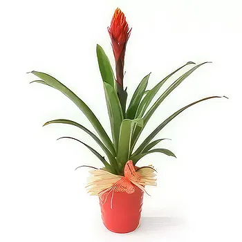 fiorista fiori di Laval- Pianta esotica Akira il Billbergia Fiore Consegna