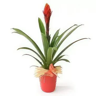 fiorista fiori di Laval- Pianta esotica Akira il Billbergia Bouquet floreale