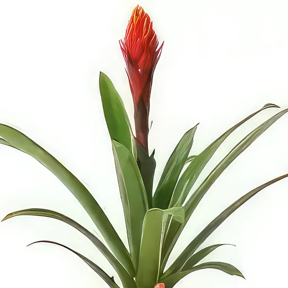ナント 花- エキゾチックな植物ツツアナナスアキラ 花束/フラワーアレンジメント