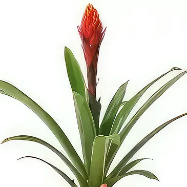 fiorista fiori di Laval- Pianta esotica Akira il Billbergia Bouquet floreale